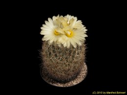 Coryphantha gracilis 897